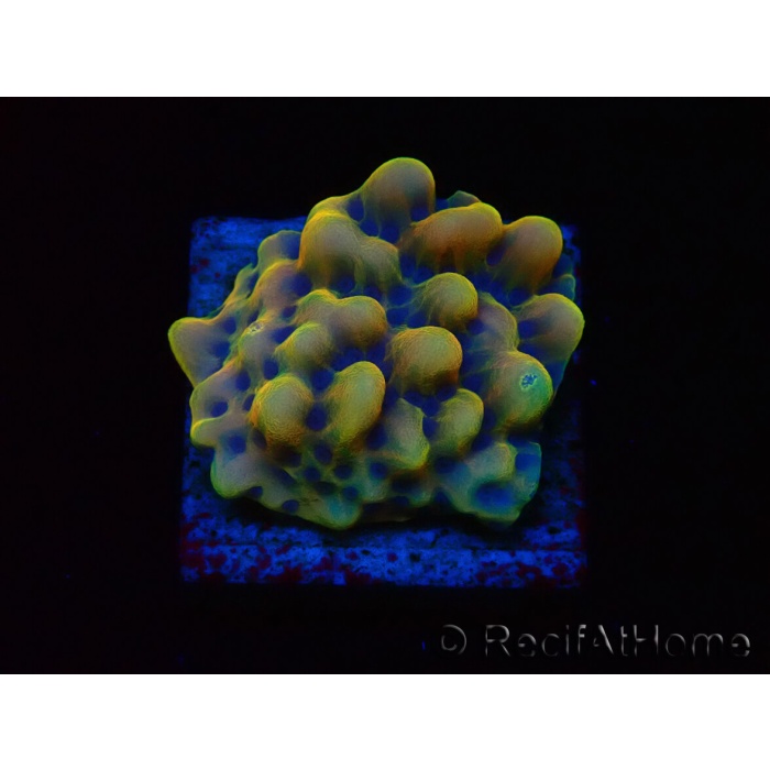 TRAVERS BURCU ARKA İÇ MULTIVAN/TRANSPORTER 03>19